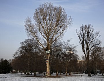 Wurde geschützt, wurde gefällt. Foto: Joachim E. Röttgers