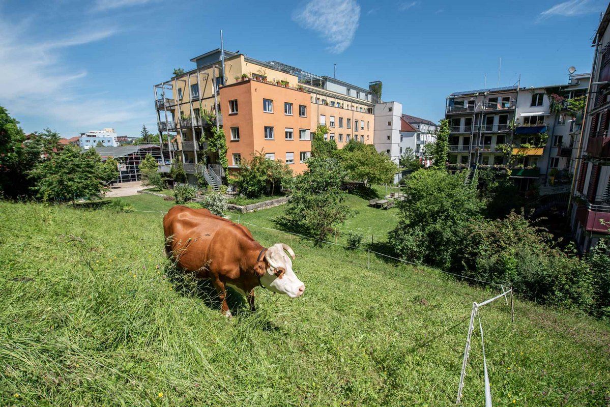 Französisches Viertel mit la vache, die Kuh: In den 1930er-Jahren wurde die Burgholzkaserne in Tübingen gebaut, 1938 in Hindenburgkaserne umbenannt. Nach dem Zweiten Weltkrieg nutzten sie französische Truppen, daher auch der Name des Wohnviertels. 