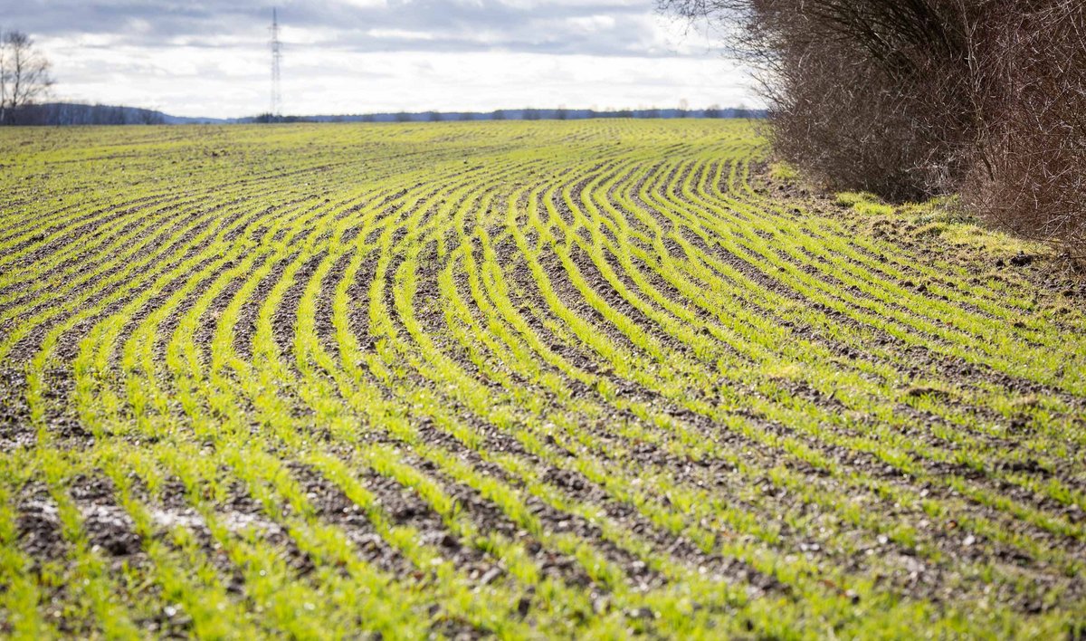 Oder beim Winterweizen: Die Reihen sind weit, damit der Wind besser durchkann – gut gegen Mehltau.