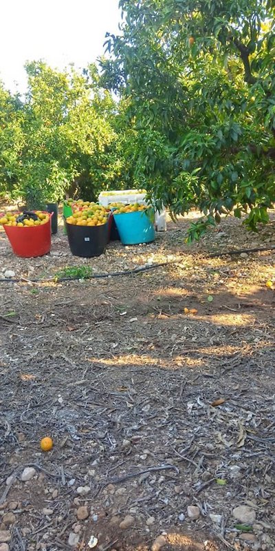 Dieses Jahr gibt es weniger Jobs für Erntehelfer. Das Wetter hat viele Früchte verdorben. Foto: privat