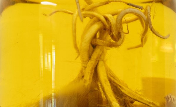 Am Präparat des Naturkundemuseums Stuttgart ist ein Bindfaden zu sehen. Am Präparat des Naturkundemuseums Stuttgart ist ein Bindfaden zu sehen.