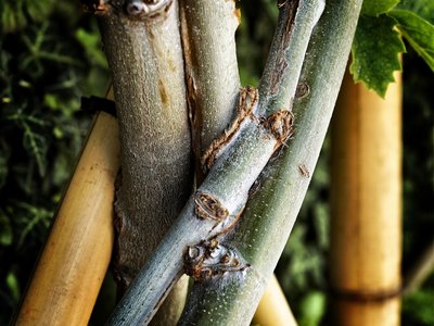 Die "Pflanzenaddition" in freier Natur. 