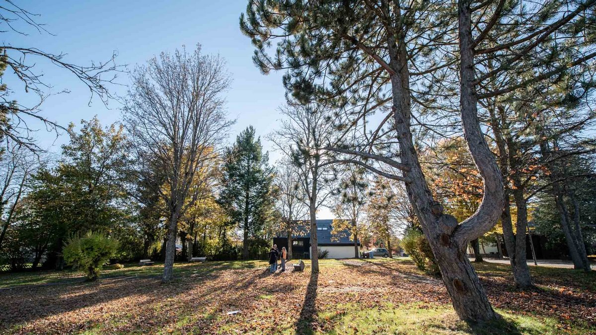 Vierzig Jahre gewachsen und bald platt: die Bäume im Park am Höhenweg. Fotos: Jens Volle