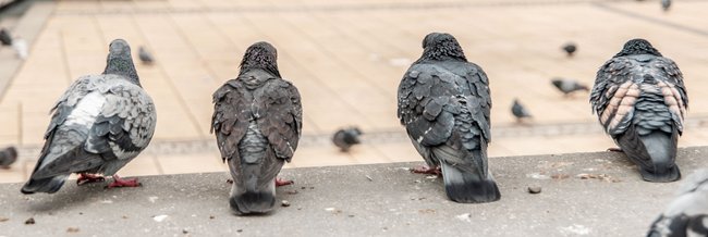 Vom Haustier zum Hasstier