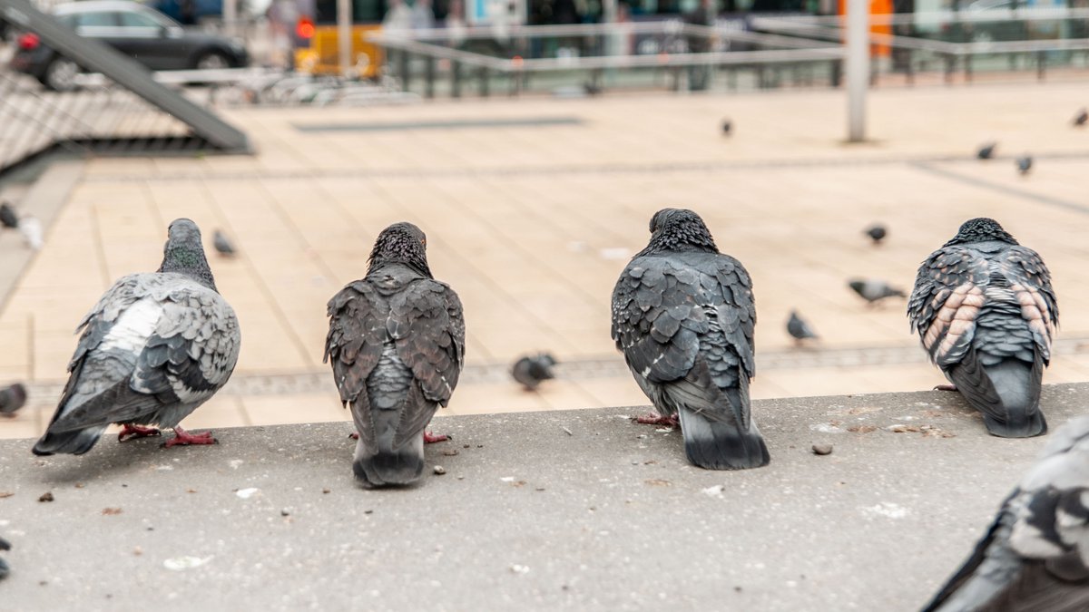 Immer checken: Wo gibt's was zu fressen? 