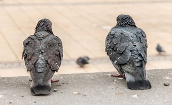 Vom Haustier zum Hasstier