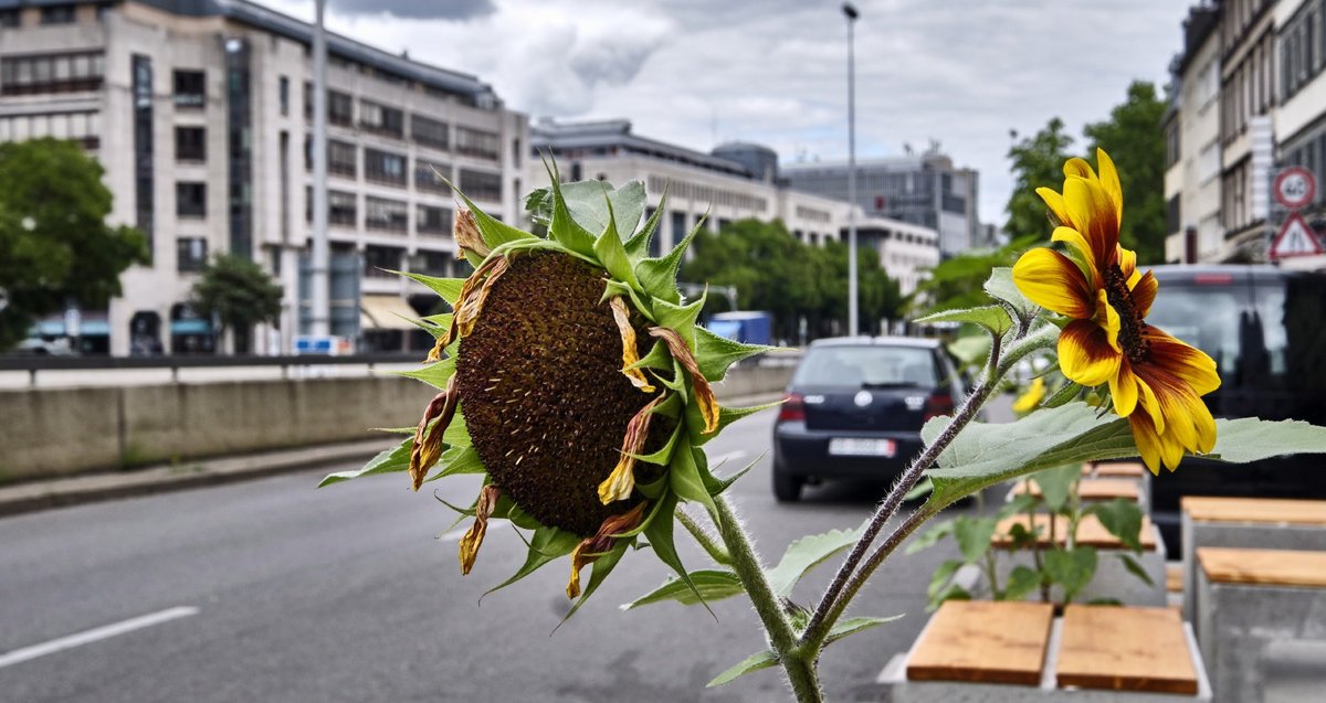 Sonnenblume in Hauptstätter Straße, Stuttgart