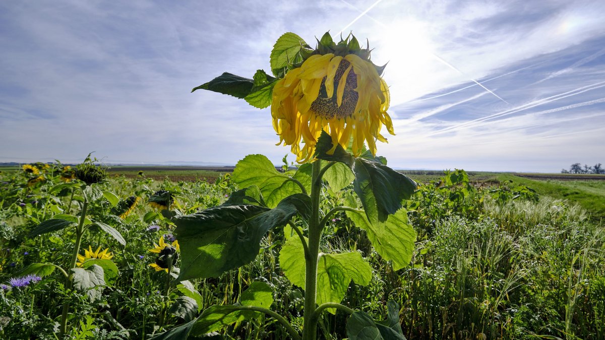 Grüne haben derzeit allen Grund, die Köpfe hängenzulassen. Fotos: Joachim E. Röttgers