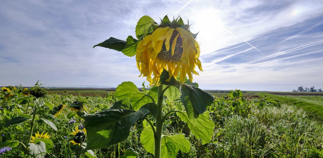 Niedergang mit Ansage