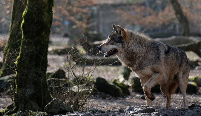 Am Wolf scheiden sich die Geister. Foto: Musicaline, CC BY-SA 4.0