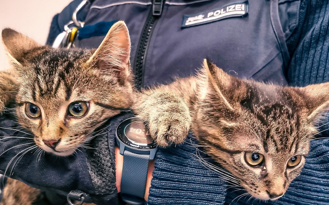 All cats are beautiful