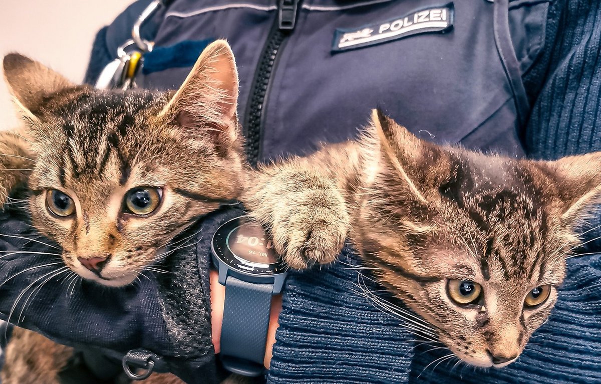 Die geretteten Katzen mussten ins Tierheim, "weil die Polizisten sonst ständig mit Streicheln beschäftigt" seien, berichtet die "Augsburger Allgemeine". Foto: Polizei Stuttgart