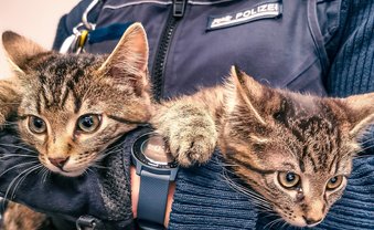 All cats are beautiful