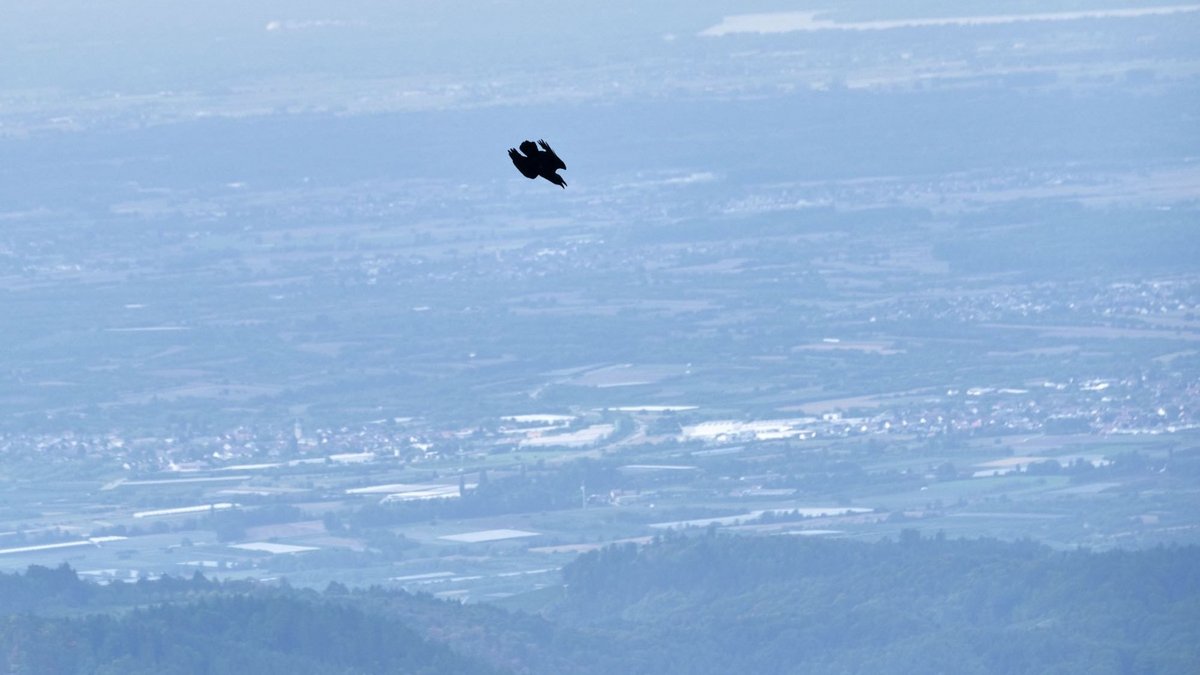 Kolkrabe fliegt mit Blick auf das Rheintal.