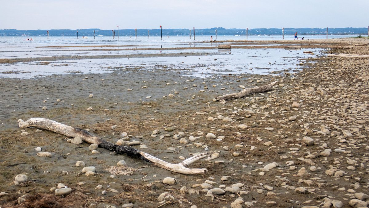 Niedrigstwasser am Bodensee, hier im Rheindelta bei Fußach, August 2026. Foto: Julian Rettig