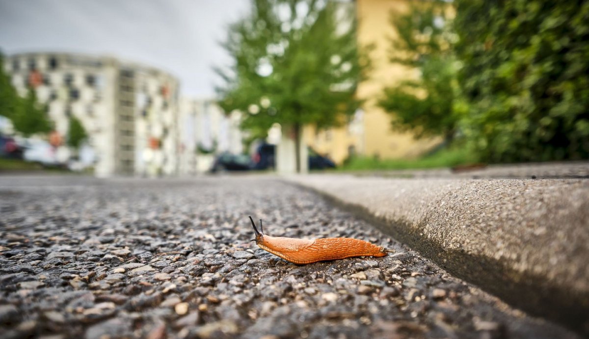 Und tapfer sind sie auch: Mit halsbrecherischem Wagemut macht sich die Schnecke auf zur Expedition Straßenquerung. 