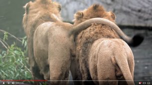 Männer sind die Macher. Auch bei dieser ...
