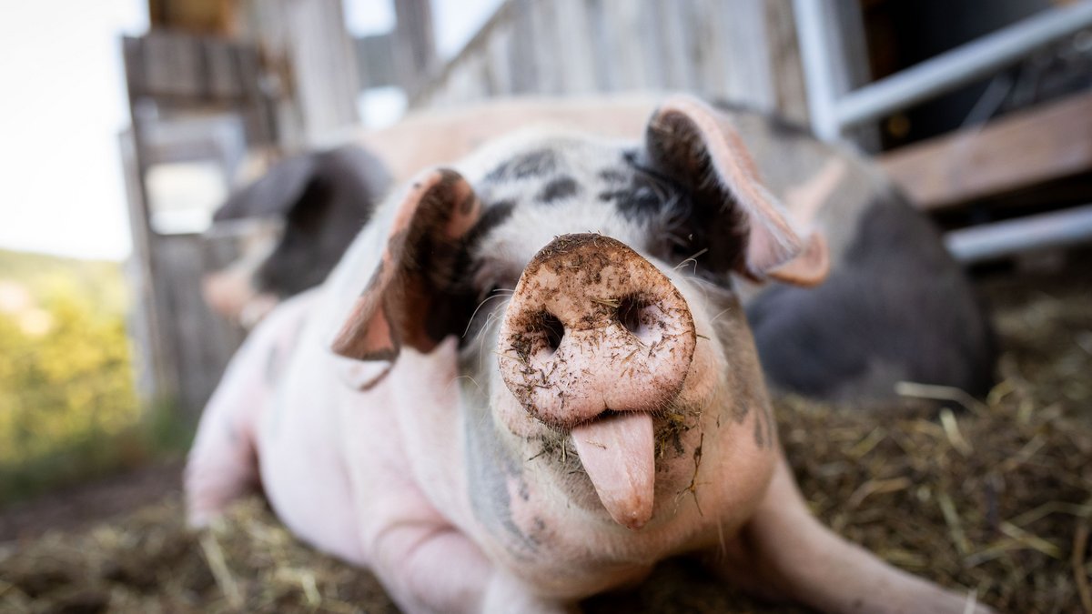 Schattenplatz für die Schweine vom Mooshof, einem Mix aus Schwäbisch-Hällischem Landschwein, Bunten Bentheimern und weiteren alten Rassen.