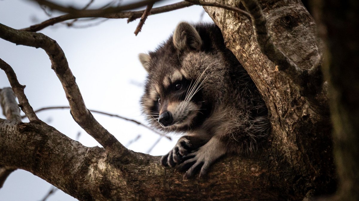 Für den Waschbär ändert sich nichts – er darf bereits gejagt werden. Foto: Julian Rettig