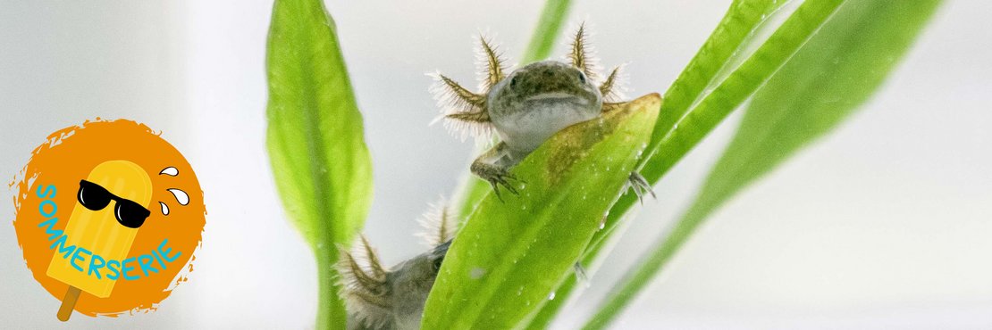 Ein Lurch wie ein Land