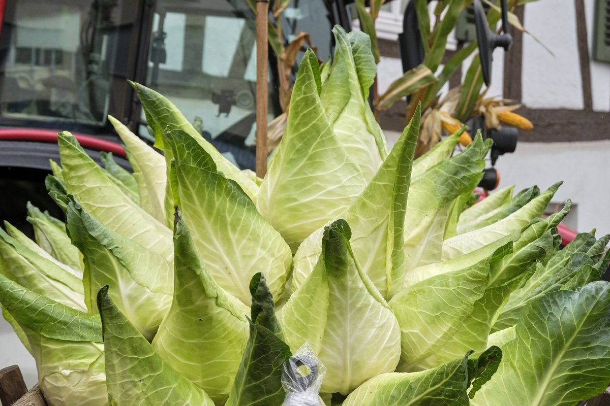 Kohl in alle Richtungen. Zur Fotostrecke geht es mit Klick auf das Bild. 