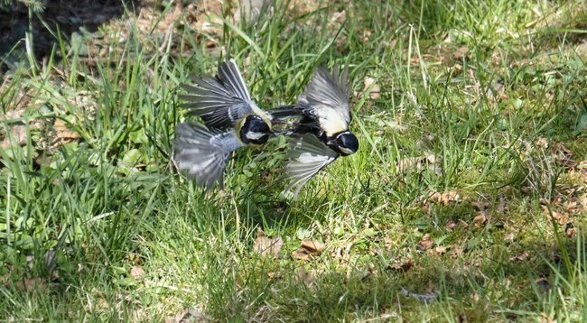 Mehr Rückgrat als Tom Buhrow: Kohlmeisen, kämpfend.