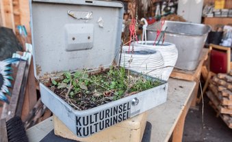 Inselgrün überlebt
