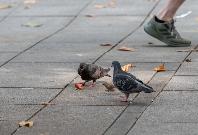 Vor Hunger zum Allesfresser mutiert.
