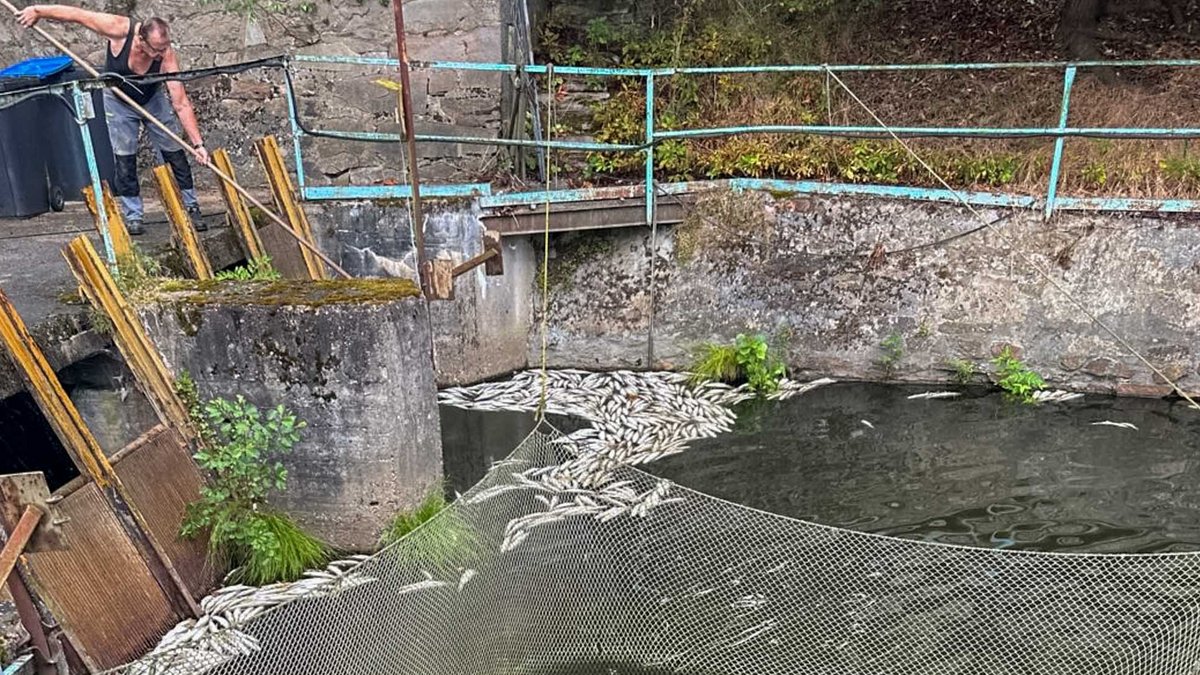 Auf 28,3 Grad erwärmte sich das Wasser des Flüsschens Zschopau – Matthias Schneks 20.000 Regenbogenforellen überlebten das nicht. Foto: privat