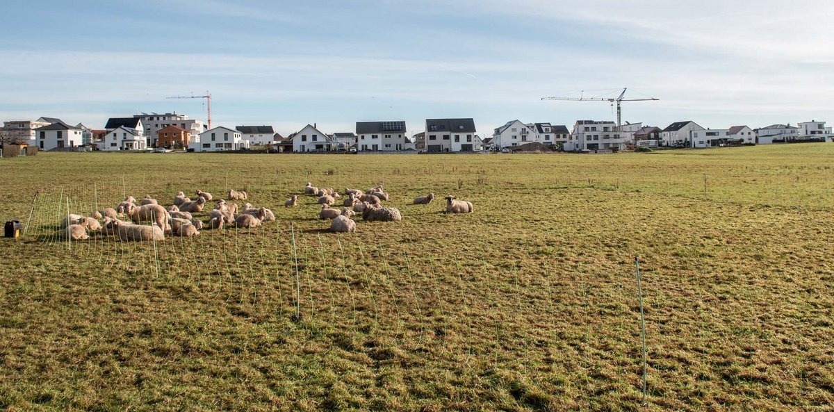 Einfamilienhäuser bringen viel Geld, also erlauben Gemeinden die gerne und befeuern so den Flächenfraß. Hier: Schönaich. Fotos: Jens Volle