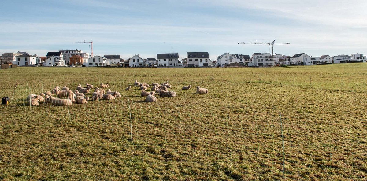 Einfamilienhäuser bringen viel Geld, also erlauben Gemeinden die gerne und befeuern so den Flächenfraß. Hier: Schönaich. Fotos: Jens Volle