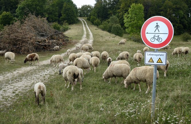 Schafe auf dem ehemaligen Truppenübungsplatz Münsingen mitten im Biosphärengebiet Schwäbische Alb. Foto: Joachim E. Röttgers