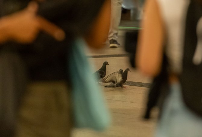 Umherirrende Tiere auch in Stuttgarts Klettpassage.