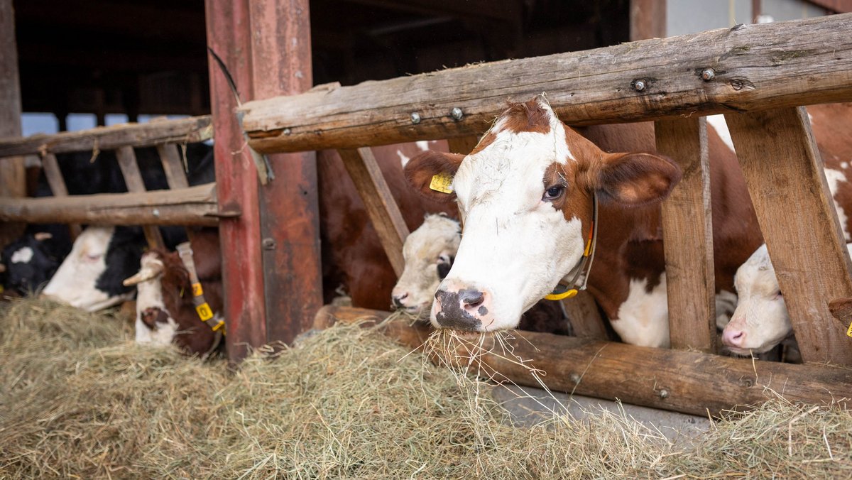 Den Winter über im Stall: die Ammenherde, also Kälber und Kühe zusammen. Die Kleinen knabbern schon am Heu.