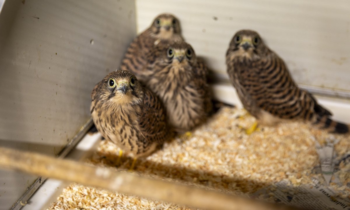 Noch nicht flügge: junge Turmfalken. Noch nicht flügge: junge Turmfalken.