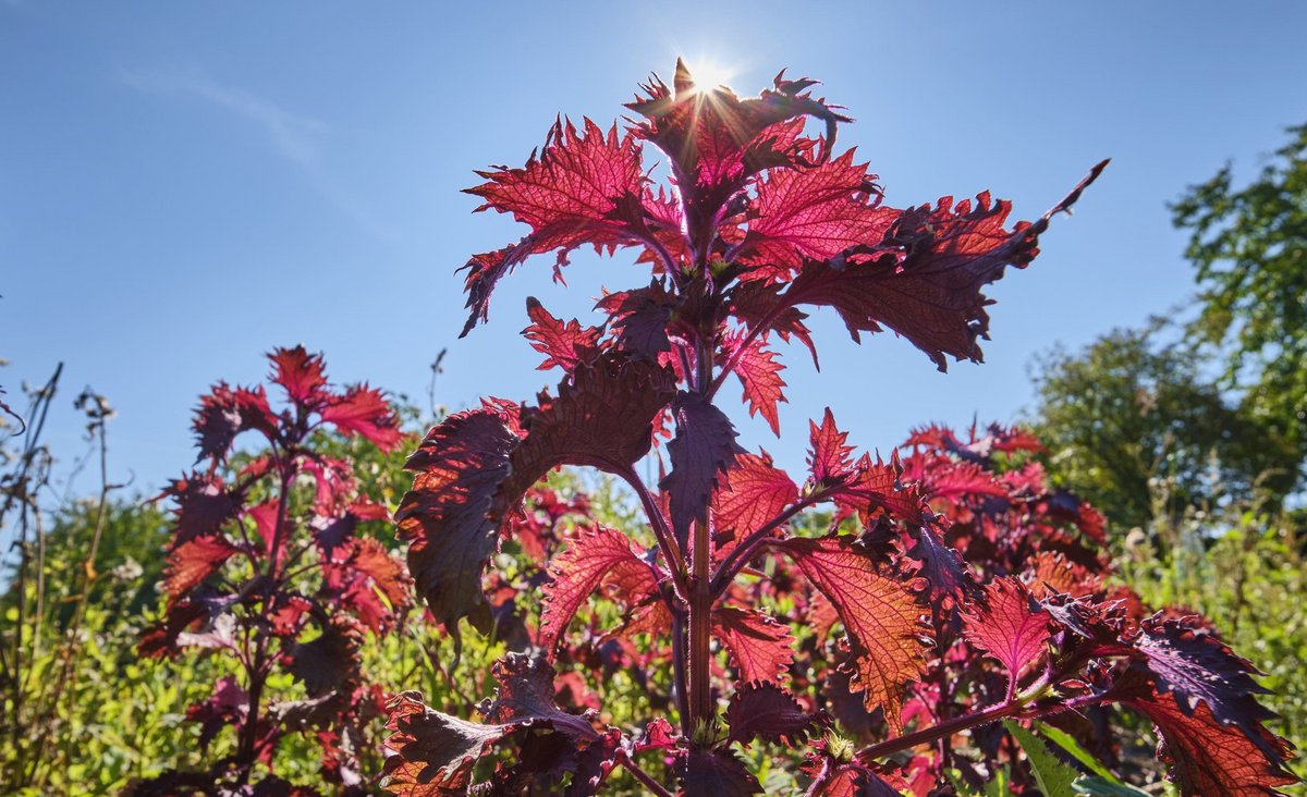 Rotes Shiso.