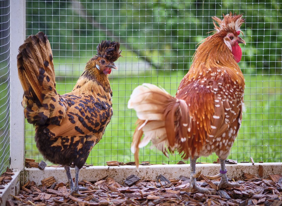 Ausgewachsenes Appenzeller-Spitzhauben-Paar. Links Henne, rechts Hahn. 