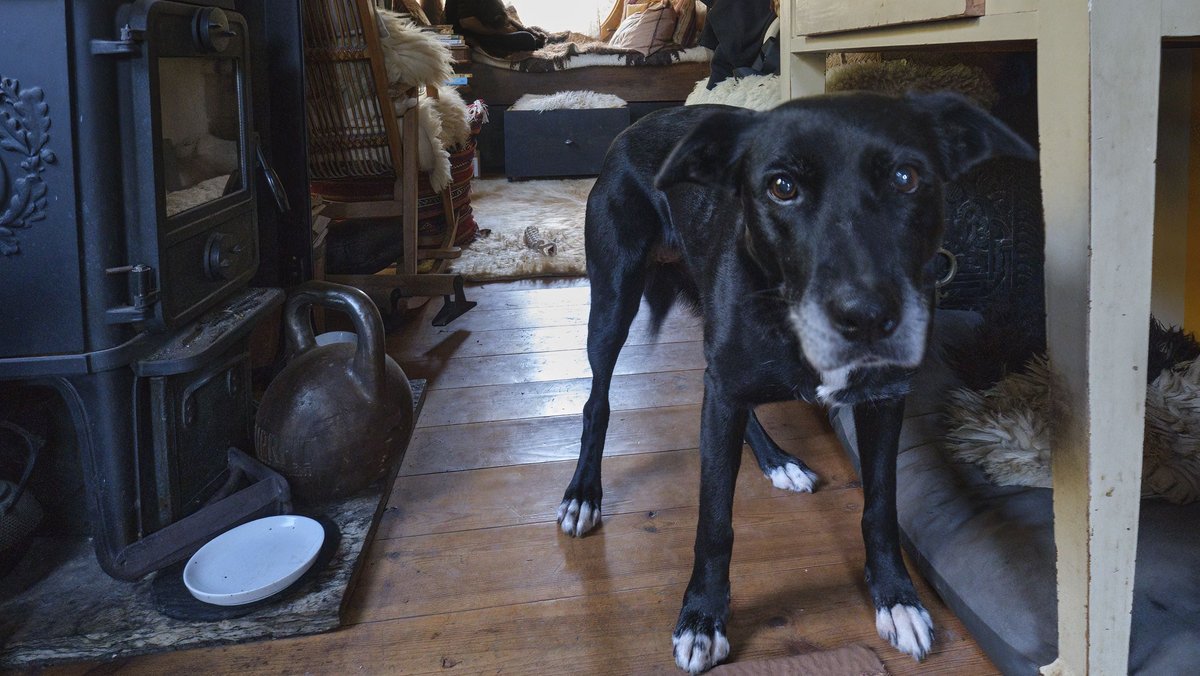 Der Hund von Jenny Pfeiffer in ihrem Heim: Seit 23 Jahren lebt sie in der Wagenburg Bambule, mittlerweile ist sie Großmutter.