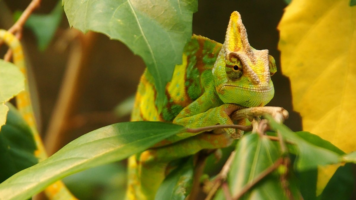 Wechselt auch schnell von grün zu anderen Farben: Chamäleon. Foto: towi, CC BY-NC-SA 2.0, https://www.flickr.com/photos/w-tommerdich/8564325897