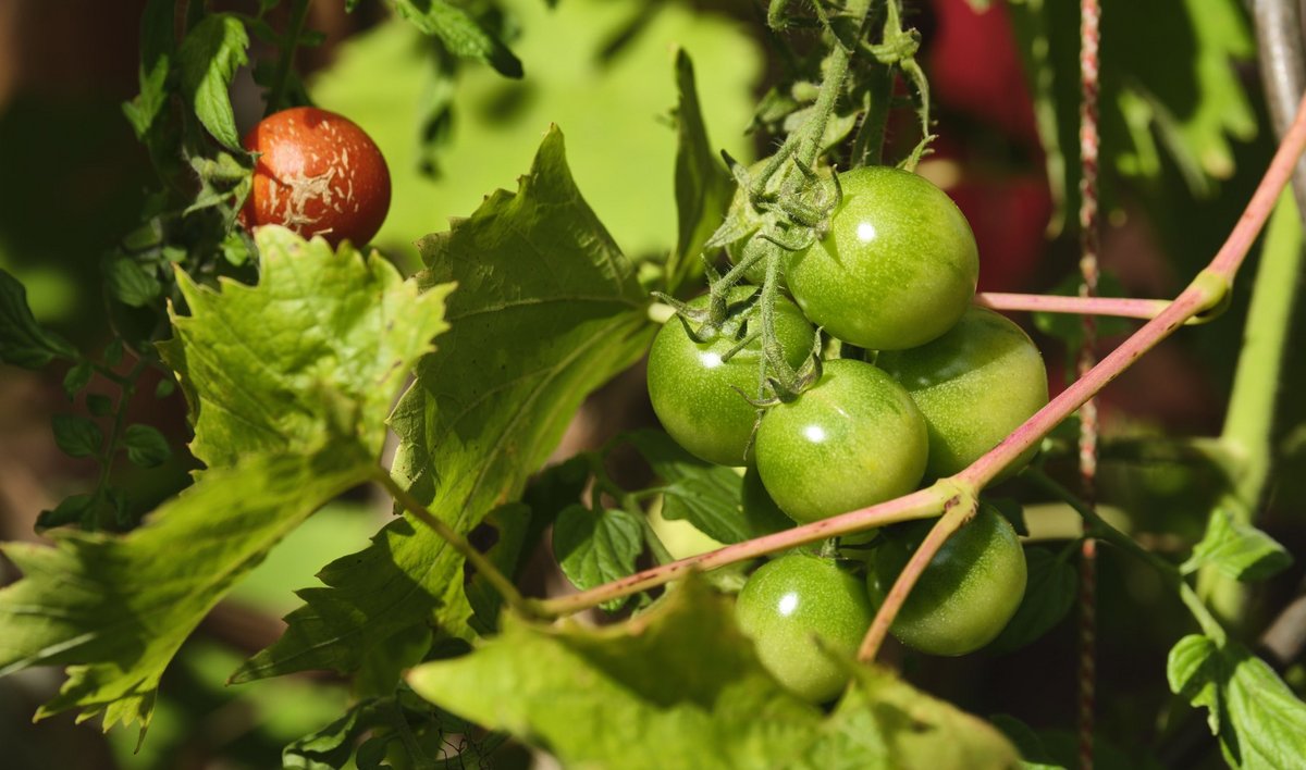 Sonne auch für die eigenen Tomaten.
