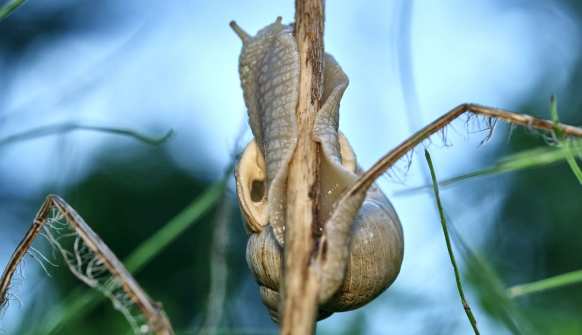 Die Kletterkünstler ohne Arme schaffen es selbst mit Wohnsitz auf dem Rücken hoch hinaus.  Die Kletterkünstler ohne Arme schaffen es selbst mit Wohnsitz auf dem Rücken hoch hinaus.