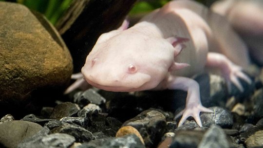 Rassismus! Axolotls gibt's mitnichten nur in weiß.