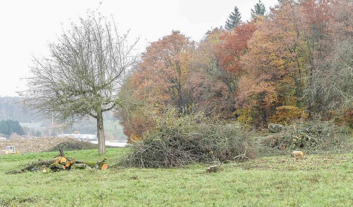 Einer steht noch – Tabula rasa auf der Brettener Streuobstwiese. Foto: Norbert Fleischer/Nabu