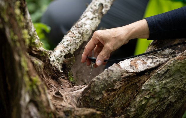 Tief steckt das Mikro im alten Holz.