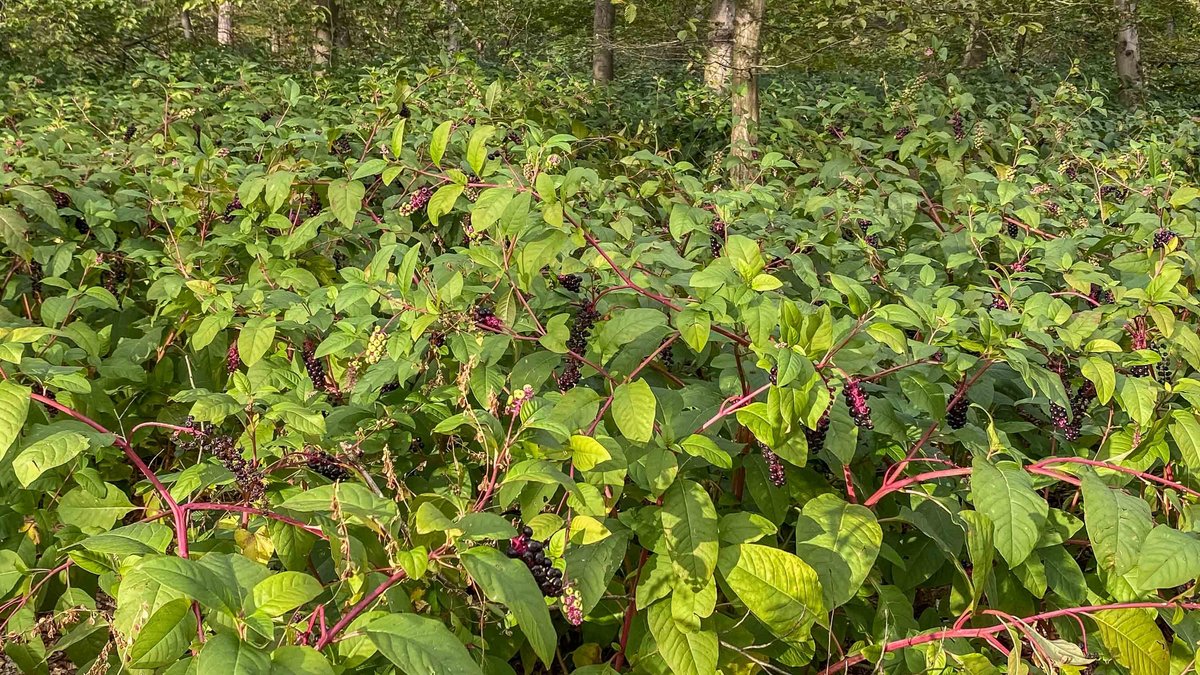 Kermesbeerendickicht bei Sandhausen. Die wuchernde Pflanze ...