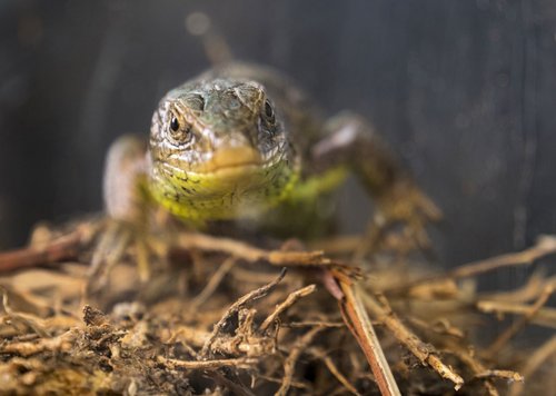 Kann nichts dafür. Foto: Joachim E. Röttgers