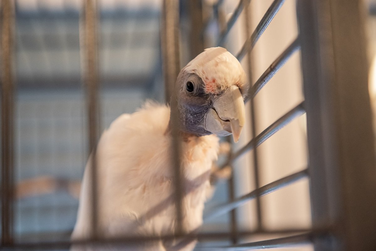 Krah, krah! Dieser Vogel hat Federn lassen müssen. 