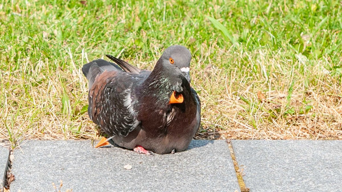 Eine trägt ein riesiges Piercing quer über der Brust: einen per Blasrohr auf sie abgeschossenen Pfeil, ...