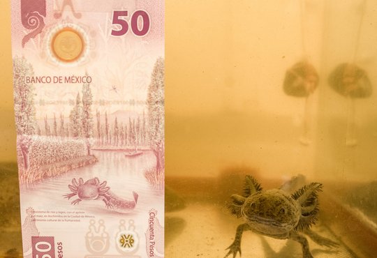 Wundert der sich? Sein Artgenosse ziert einen 50-Pesos-Schein.