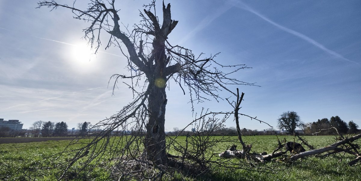 Hat schon mal bessere Zeiten gesehen: Baum in Stuttgart. Fotos: Joachim E. Röttgers